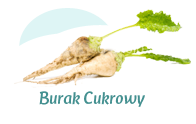 burak cukrowy