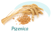 pszenica