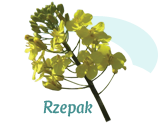 rzepak